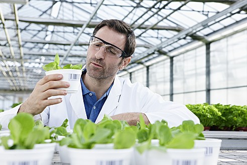 Deutschland, Bayern, München, Wissenschaftlerin im Gewächshaus bei der Untersuchung von Feldsalatpflanzen - RREF000058