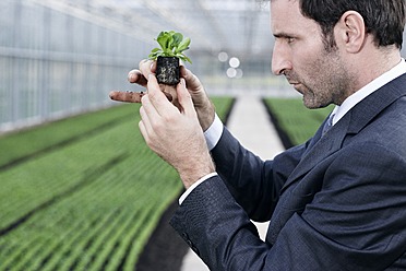 Germany, Bavaria, Munich, Mature man in greenhouse with corn salad - RREF000075