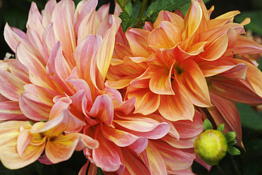 Germany, Close up of dahlia - JTF000100