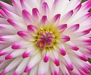 Germany, Close up of dahlia - JTF000097