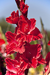 Deutschland, Bayern, Nahaufnahme einer Gladiole - UMF000466