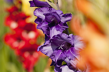 Deutschland, Nahaufnahme einer Gladiole - UMF000472