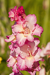 Deutschland, Bayern, Nahaufnahme einer Gladiole - UMF000473