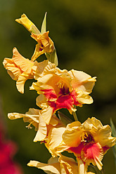 Deutschland, Bayern, Nahaufnahme einer Gladiole - UMF000474