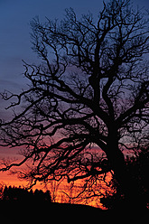 Deutschland, Bayern, Eiche bei Sonnenuntergang - UMF000506