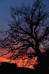 Germany, Bavaria, Oak tree at sunset - UMF000506