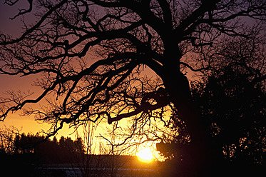 Germany, Bavaria, Oak tree at sunset - UMF000497