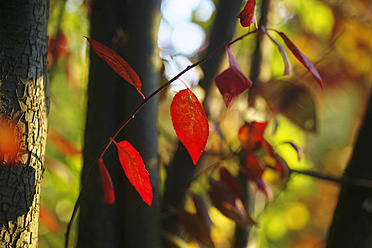 Deutschland, Sachsen, Blick auf rote Blätter im Herbst - JTF000105
