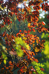 Germany, Saxony, View of coloured leaves in autumn - JTF000106