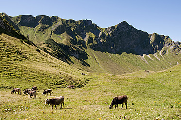 Deutschland, Bayern, Kühe grasen auf der Alm - UMF000487