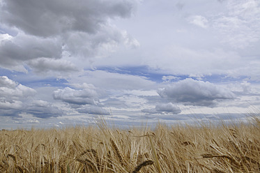 Germany, Bavaria, View of barley field - AXF000299