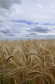 Deutschland, Bayern, Blick auf ein Gerstenfeld - AXF000300