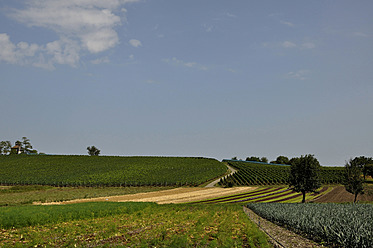 Deutschland, Baden Württemberg, Blick auf Weinberge - AXF000303