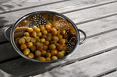 Germany, Baden Wuerttemberg, Yellow plums in colander on wooden table - AXF000307