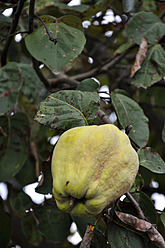 Germany, Baden Wuerttemberg, Quince on tree - AXF000312