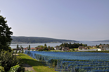 Deutschland, Baden Württemberg, Blick auf Weinberge mit Bodensee - AXF000311