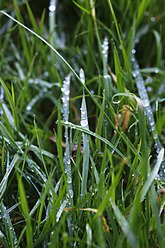 Deutschland, Gras mit Wassertropfen im Garten - JTF000114