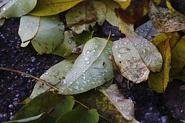 Deutschland, Herbstblätter mit Wassertropfen im Garten - JTF000115