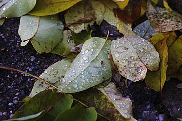 Germany, Autumn leaves with water drops in garden - JTF000115