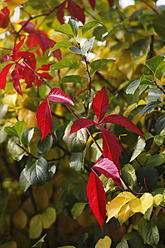 Germany, Wild vine leaves in autumn - JTF000120