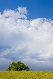 Germany, Grassland with tree - CPF000006