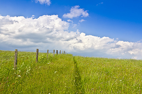 Germany, Grassland in summer - CPF000005