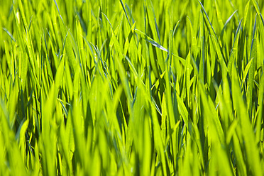 Germany, Close up of green grass - CPF000004