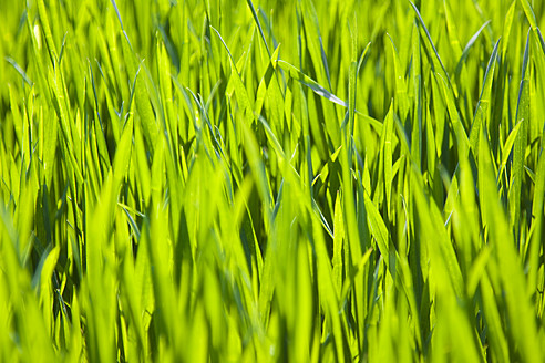 Germany, Close up of green grass - CPF000004