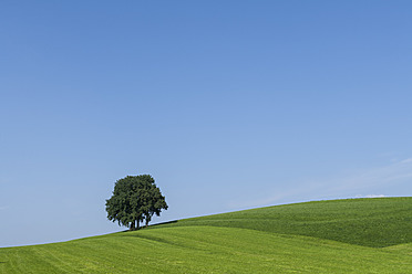 Germany, Bavaria, Beech tree on meadow - TCF002895