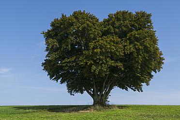 Germany, Beech tree on meadow - TCF002896