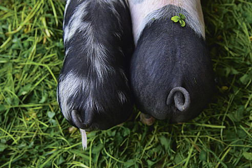 Germany, Bavaria, Young pigs on biological farm - TCF002898