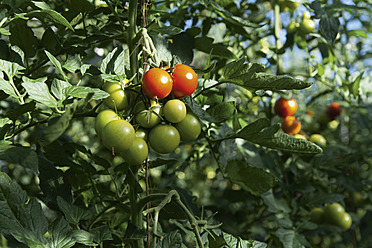 Germany, Tomatoes growing on tomato plant - TCF002919