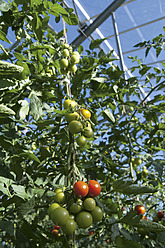 Germany, Bavaria, Tomatoes growing on tomato plant - TCF002920