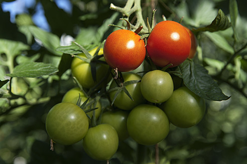 Deutschland, Tomaten an der Tomatenpflanze - TCF002921