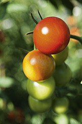 Deutschland, Tomaten an der Tomatenpflanze - TCF002922