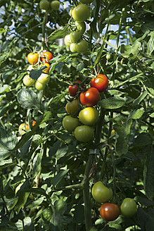 Deutschland, Tomaten an der Tomatenpflanze - TCF002923