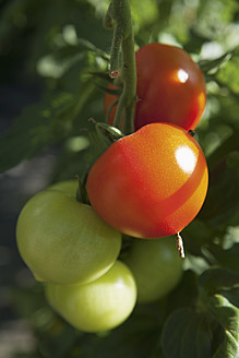 Deutschland, Tomaten an der Tomatenpflanze - TCF002924