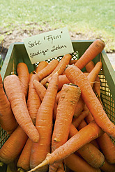 Germany, Carrots in crate at farm - TCF002928