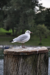 Schweiz, Möwe auf Poller hockend - AXF000320