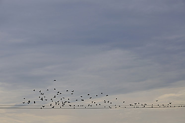 Germany, Bavaria, Munich, Flock of birds perching on power lines - AXF000338