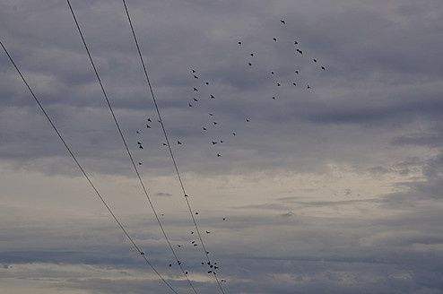 Deutschland, Bayern, München, Vogelschwarm auf Stromleitungen - AXF000339