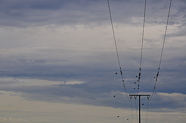 Deutschland, Bayern, München, Vogelschwarm auf Stromleitungen - AXF000340