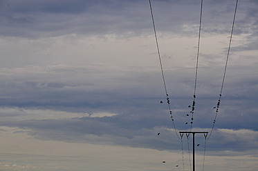 Germany, Bavaria, Munich, Flock of birds perching on power lines - AXF000340
