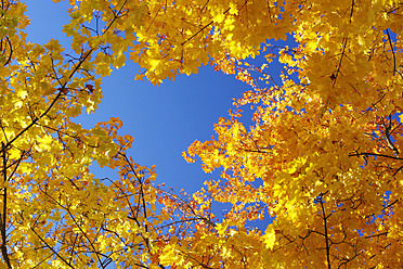 Deutschland, Sachsen, Herbst Ahornblätter gegen Himmel - JTF000125