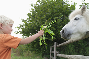 Deutschland, München, Junge füttert Pony im Kinderlager mit Gras - TCF002961