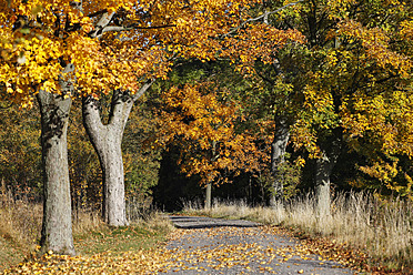 Deutschland, Sachsen, Herbstbäume - JTF000134