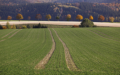 Deutschland, Sachsen, Blick auf Herbstlandschaft mit Getreidefeld - JTF000138