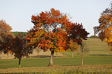 Deutschland, Sachsen, Ansicht einer Landschaft mit Herbstbäumen - JTF000139