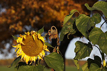 Deutschland, Sachsen, Sonnenblume im Herbst - JTF000140