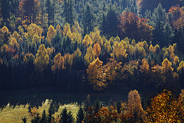 Deutschland, Sachsen, Ansicht einer Landschaft mit Herbstbäumen - JTF000141
